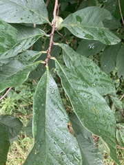 Asimina triloba