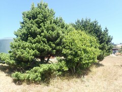 Pinus contorta contorta