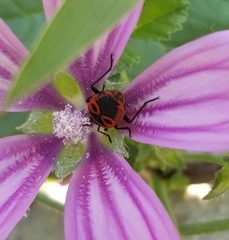 Pyrrhocoris apterus