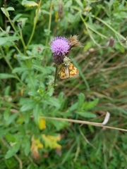 Phymata americana americana