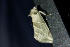 Plagiomimicus tepperi