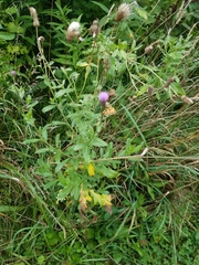 Phymata americana americana