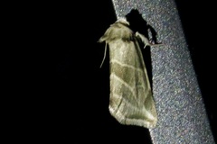 Plagiomimicus tepperi