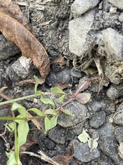 Lindernia anagallidea