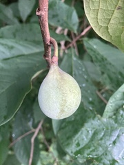 Asimina triloba