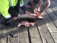 Carcharhinus brachyurus