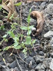 Lindernia anagallidea