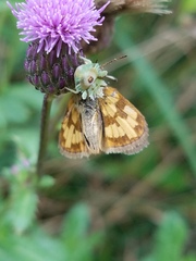 Phymata americana americana
