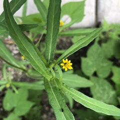 Melampodium strigosum