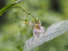 Impatiens hypophylla