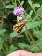 Phymata americana americana