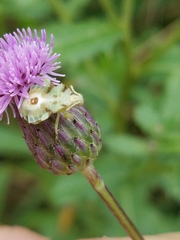 Phymata americana americana