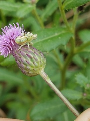 Phymata americana americana