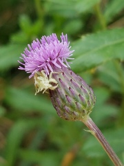Phymata americana americana