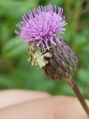 Phymata americana americana