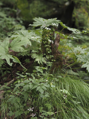 Spuriopimpinella brachycarpa