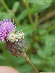 Phymata americana americana
