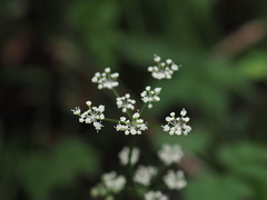 Spuriopimpinella brachycarpa