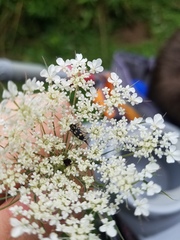 Hoshihananomia octopunctata