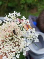 Hoshihananomia octopunctata