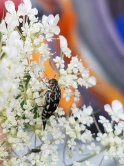 Hoshihananomia octopunctata