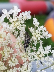 Hoshihananomia octopunctata
