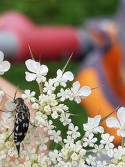 Hoshihananomia octopunctata