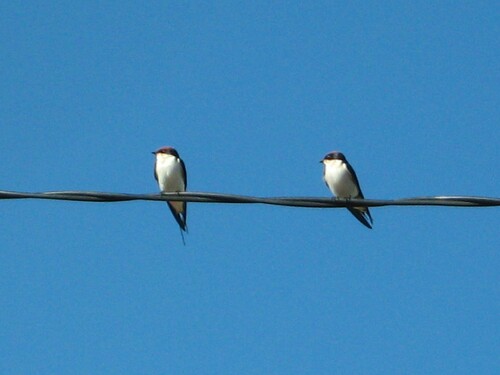 Wire-tailed Swallow