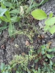 Lindernia anagallidea