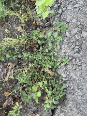 Lindernia anagallidea