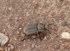 Microschatia morata