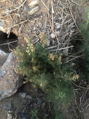 Artemisia adamsii