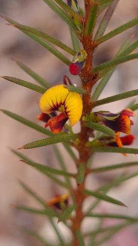 Image of Daviesia acicularis by (c) Petra Holland, some rights reserved (CC BY)
