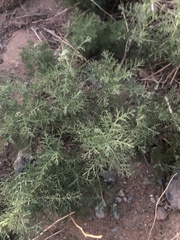 Artemisia adamsii