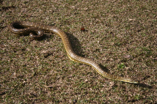 Carpet Python sighting