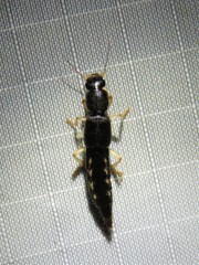 Pinophilus
