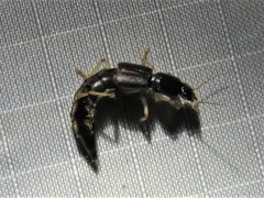 Pinophilus
