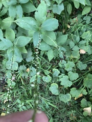 Persicaria virginiana