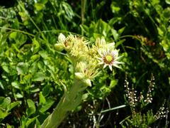Sempervivum wulfenii