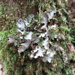 Peltigera degenii