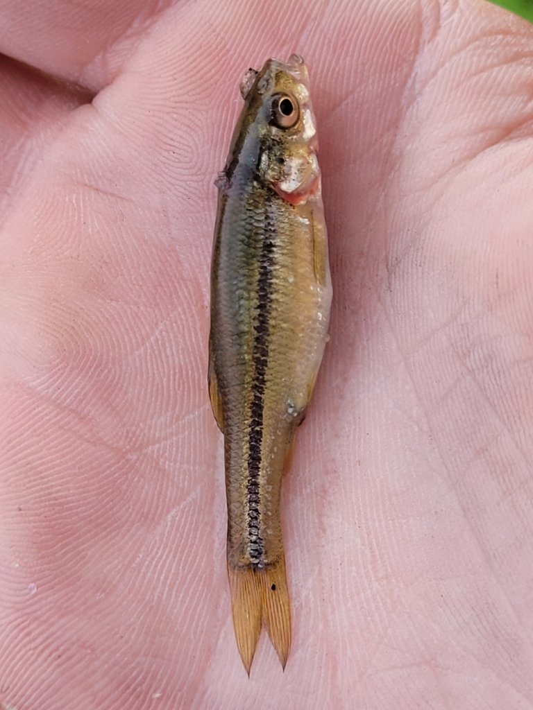 Fathead Minnow from Eagle Lake Township, MN, USA on August 19, 2022 at