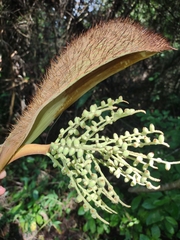Bactris setosa