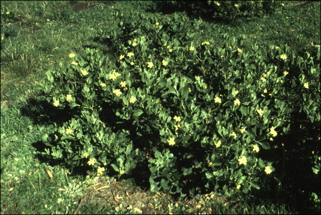 Bitou Flower Bietou from Taroona, near Hobart TAS, Australia on July 15, 1983 at 09: ...