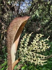 Bactris setosa