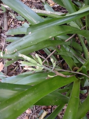 Billbergia amoena