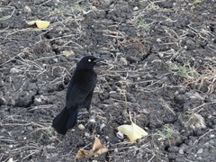 Quiscalus lugubris