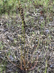 Drosera filiformis