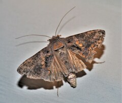 Argyrogramma verruca