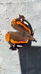 Vanessa atalanta