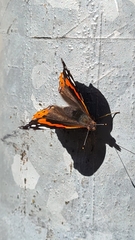 Vanessa atalanta